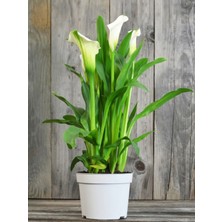 Gala –gelin Çiçeği (Calla Lily) - Beyaz