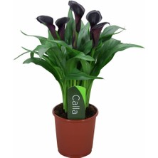 Gala –gelin Çiçeği (Calla Lily) - Bordo