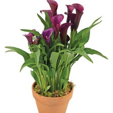 Gala –gelin Çiçeği (Calla Lily) - Bordo