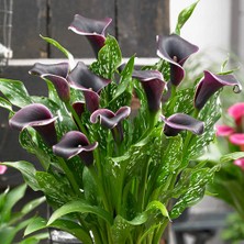 Gala –gelin Çiçeği (Calla Lily) - Bordo