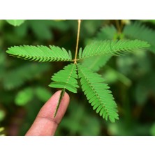 Küstüm Çiçeği(Mimosa Pudica)