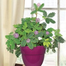 Küstüm Çiçeği(Mimosa Pudica)