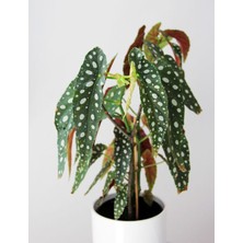 Çilli Begonya – Begonia Maculata