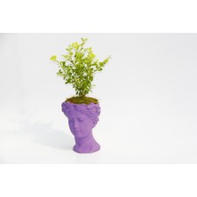 Bonsai Helen Buxus - Hediyelik Mor Renk