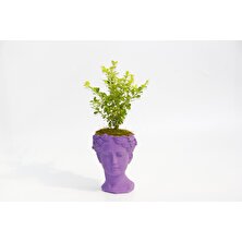 Bonsai Helen Buxus - Hediyelik Mor Renk