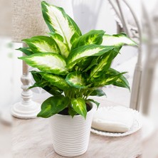 Camila (Dieffenbachia Camilla) 40 cm