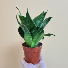 Yeşil Paşa Kılıcı – Sansevieria Hahnii 2 Adet