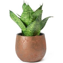 Yeşil Paşa Kılıcı – Sansevieria Hahnii 2 Adet