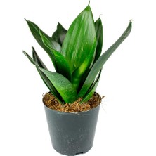 Yeşil Paşa Kılıcı – Sansevieria Hahnii 2 Adet