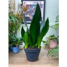 Yeşil Paşa Kılıcı – Sansevieria Hahnii 2 Adet