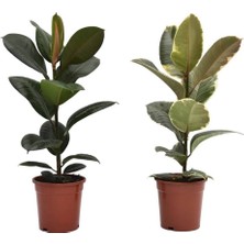 Kauçuk – Ficus Elastica& Ficus Elastica Tineke 2'li Set