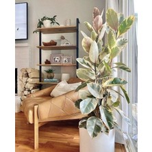 Kauçuk – Ficus Elastica& Ficus Elastica Tineke 2'li Set