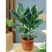 Kauçuk – Ficus Elastica& Ficus Elastica Tineke 2'li Set