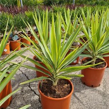 Yucca Jewel 40 cm