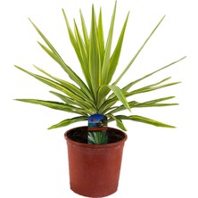 Yucca Jewel 40 cm