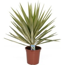 Yucca Jewel 40 cm