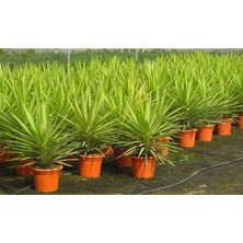 Yucca Jewel 40 cm