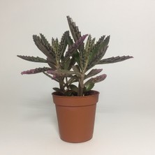 Aşkın Gözyaşı Çiçeği (Kalanchoe Daigremontiana) 15 cm 5 Adet