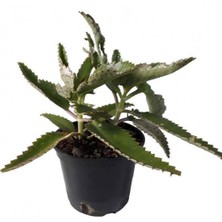 Aşkın Gözyaşı Çiçeği (Kalanchoe Daigremontiana) 15 cm 5 Adet