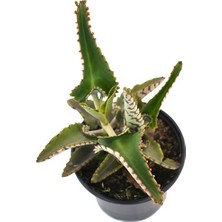 Aşkın Gözyaşı Çiçeği (Kalanchoe Daigremontiana) 15 cm 5 Adet