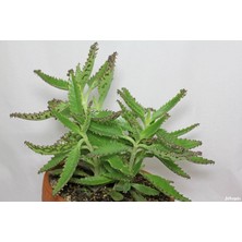 Aşkın Gözyaşı Çiçeği (Kalanchoe Daigremontiana) 15 cm