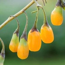 Sarı Goji Berry Fidanı 2 Adet
