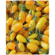 Sarı Goji Berry Fidanı 2 Adet