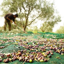 Sera Trend 4X10 Metre Zeytin Sergisi Zeytin Toplama Filesi Fındık Fıstık Örtüsü %75 Gölgelik Dut Meyve Sergisi Taban Örtüsü