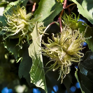 Şanguloğlu Tarım Corylus Colurna Bolu Fındığı Tohumu 250 Gr
