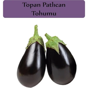Çermik Fidancılık Topan Patlıcan Tohumu 10 gr