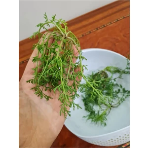 Çermik Fidancılık Ince Tere Tohumu 10 gr