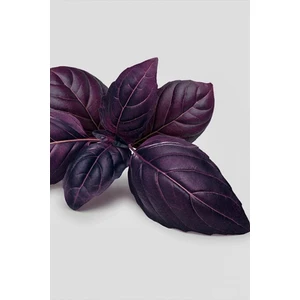 Çermik Fidancılık Mor Reyhan ( Fesleğen ) Tohumu 10 gr