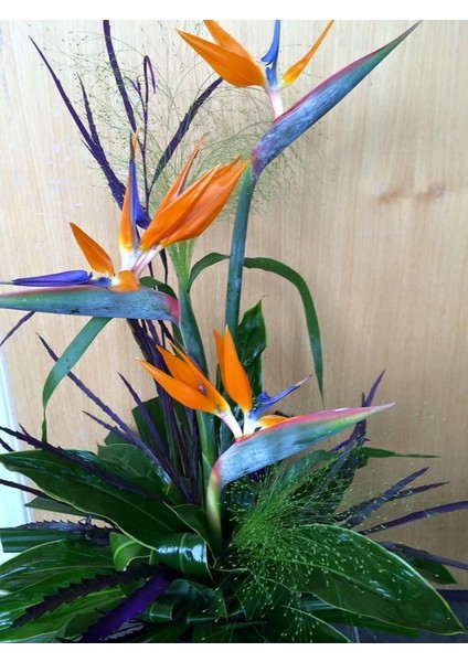 Starliçe (Cennet Kuşu Çiçeği) Strelitzia Nicolai 60 cm