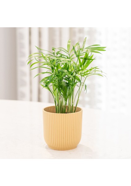 Dağ Palmiyesi -Chamaedorea Elegans 15 cm