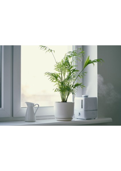 Dağ Palmiyesi -Chamaedorea Elegans 15 cm