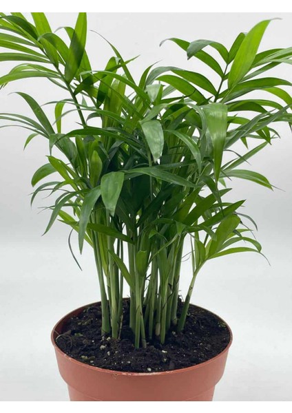 Dağ Palmiyesi -Chamaedorea Elegans 15 cm