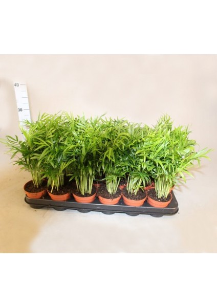 Dağ Palmiyesi -Chamaedorea Elegans 15 cm