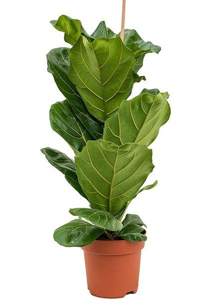 Ficus Lyrata - Keman Yapraklı Kauçuk 60-80 cm