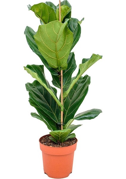 Ficus Lyrata - Keman Yapraklı Kauçuk 60-80 cm