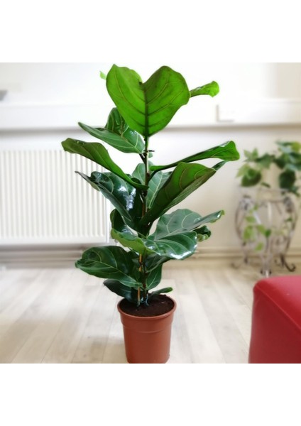 Ficus Lyrata - Keman Yapraklı Kauçuk 60-80 cm