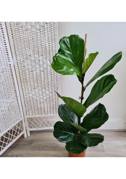 Ficus Lyrata - Keman Yapraklı Kauçuk 60-80 cm