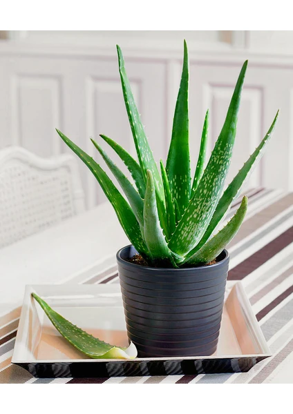 Aloe Vera – Sarı Sabır