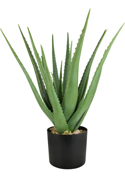 Aloe Vera – Sarı Sabır