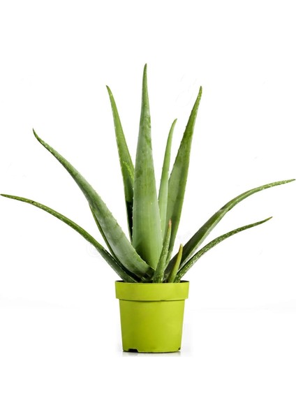 Aloe Vera – Sarı Sabır