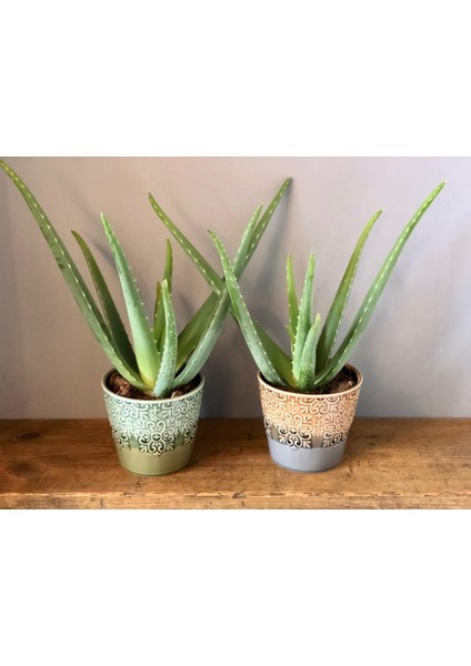 Aloe Vera – Sarı Sabır