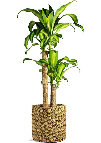 Dracena Massengena 2’li 100-120 cm