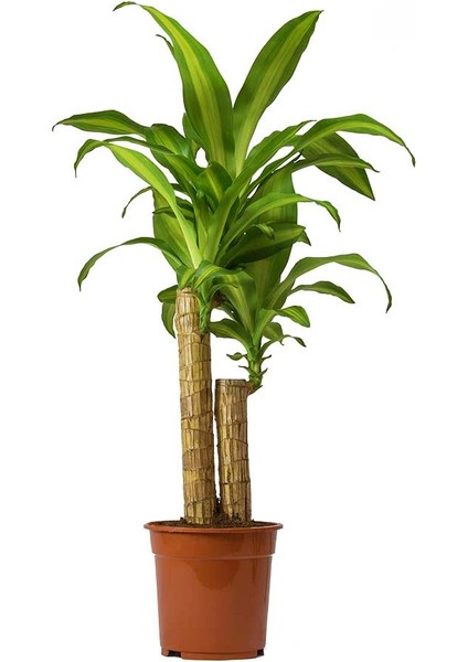 Dracena Massengena 2’li 100-120 cm