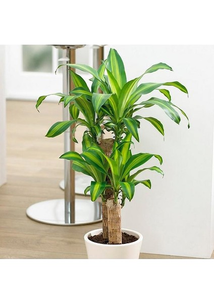 Dracena Massengena 2’li 100-120 cm