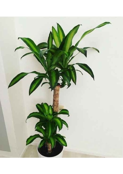 Dracena Massengena 2’li 100-120 cm