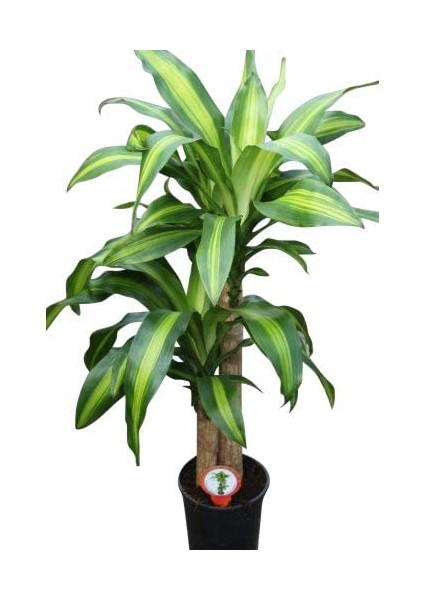 Dracena Massengena 2’li 100-120 cm